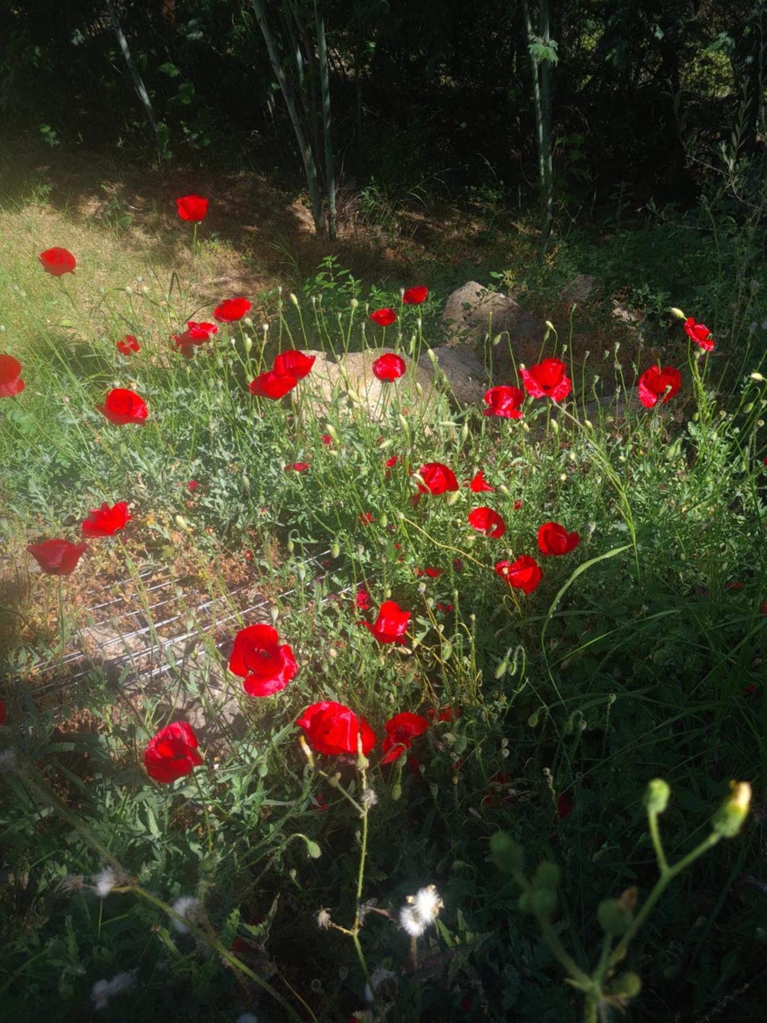 Spitikariotiko Ikarian Cottage Raches  エクステリア 写真